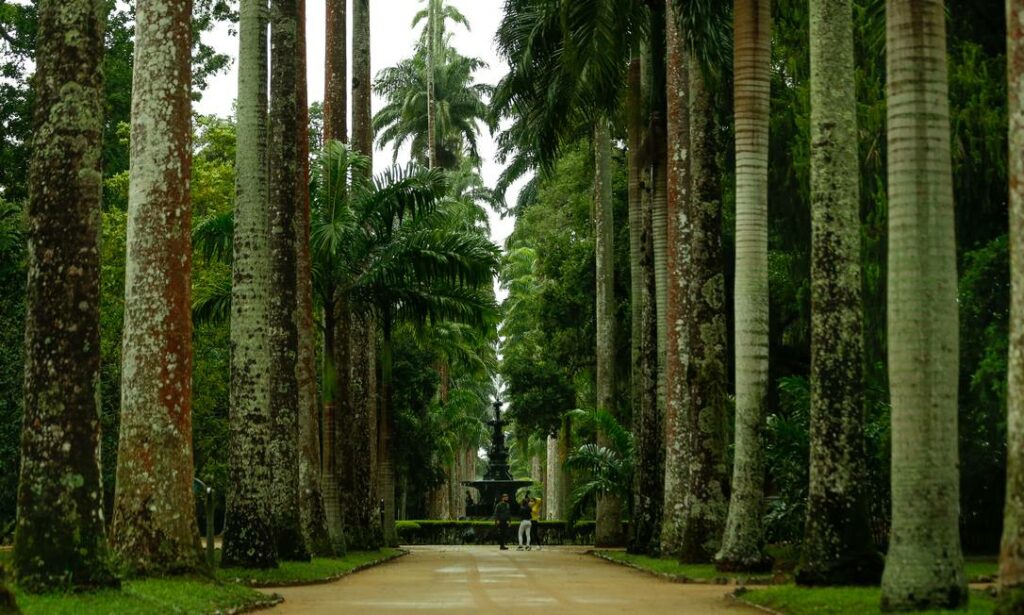 O Jardim Botânico do Rio de Janeiro é um dos mais belos e importantes jardins botânicos do mundo. ele foi fundado em 1808 pelo príncipe regente Dom João VI, com o objetivo de aclimatar espécies de plantas trazidas de outras partes do mundo.