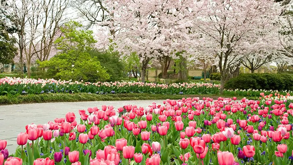 Jardim japonês Dallas Arboretum and Botanical Garden