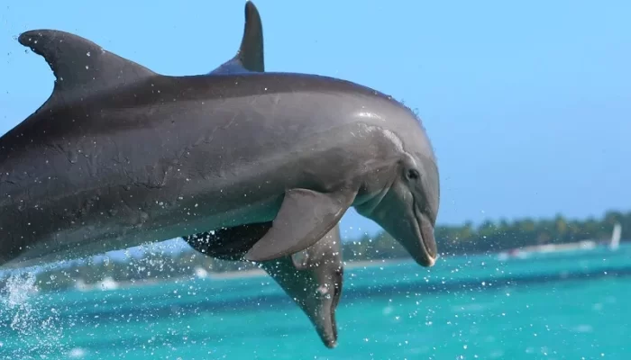 Nado com golfinhos em Punta Cana